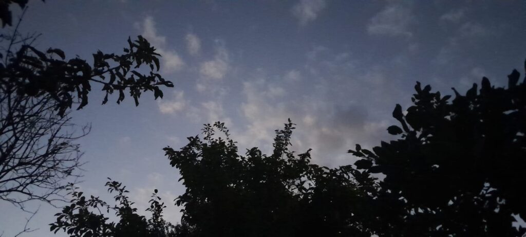 Bladeren en bomen tegen een nachtelijke hemel, illustratief beeld bij Nacht van de Nacht.